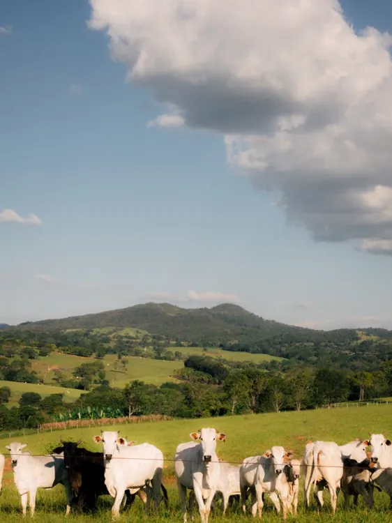 Pasto com gado em propriedade rural brasileira